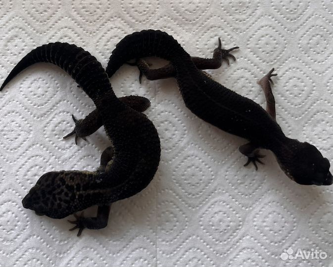 Эублефары Black Night