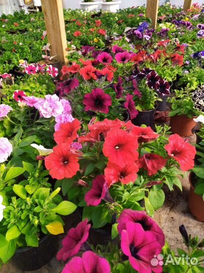 Цветы петунии ампельные