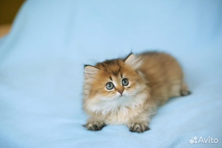 Британские длинношерстные котята