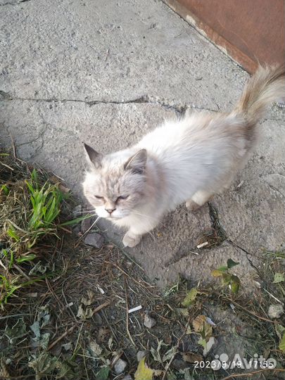 Персидская