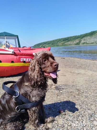 Вязка собак