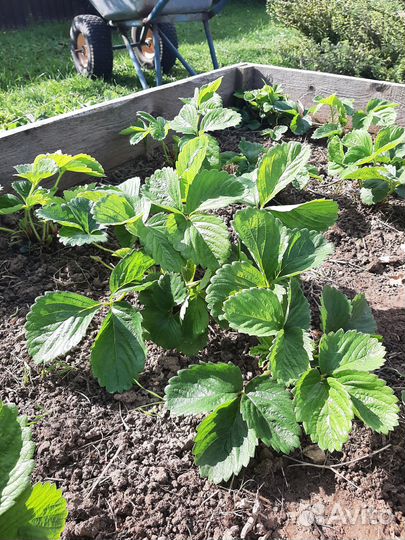 Кусты клубники (ранняя) сорт 