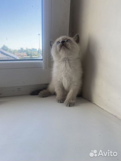 Шотлпндские котята