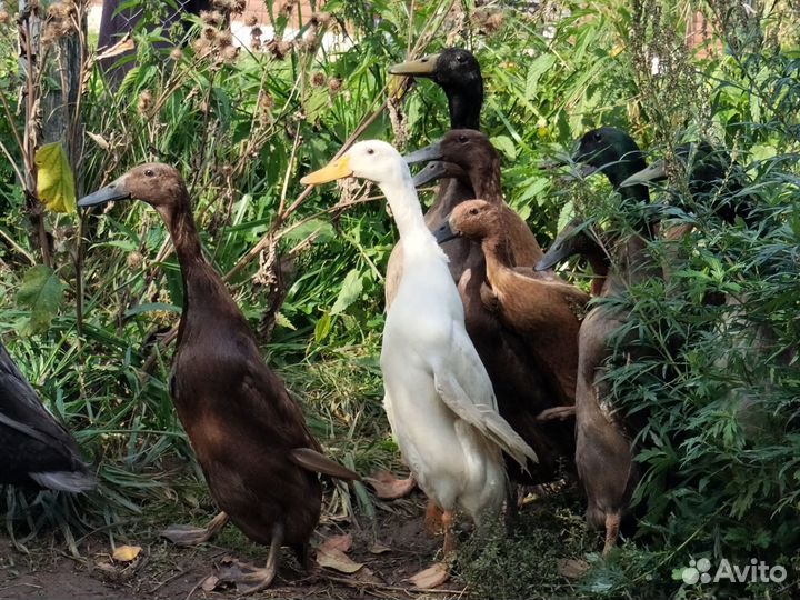 Утки индийский бегунок