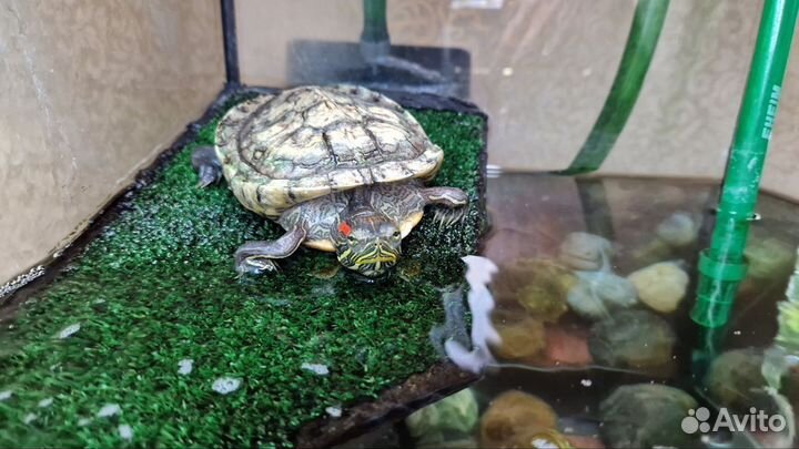 Красноухая черепаха с акватеррариумом