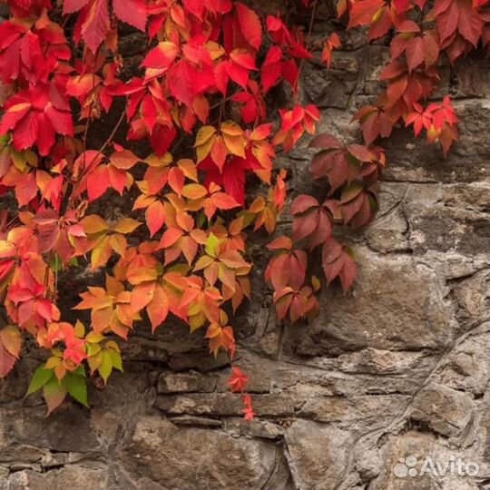 Девичий виноград