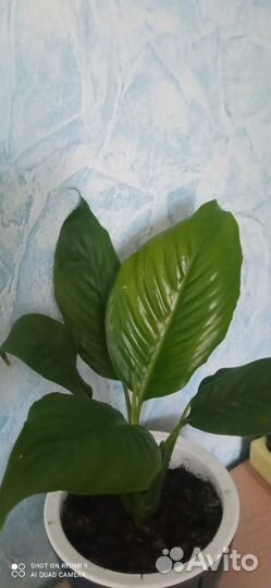 Спатифиллум