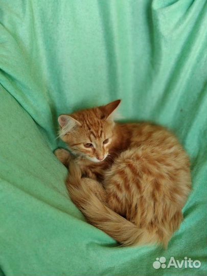 Рыжий котенок - плюшевый мальчик в добрые руки