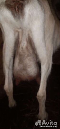 Зааненская коза