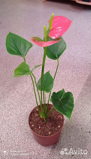 Антуриум Сиерра Оранж