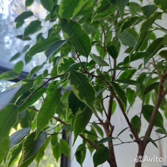 Фикус бенджамина