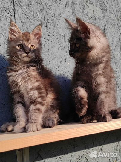 Мейн-кун девочки