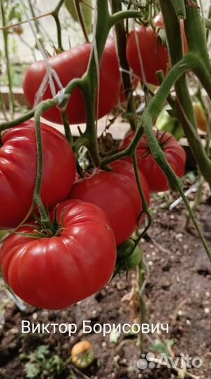 Семена томатов коллекционные