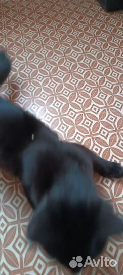 Котëнок в хорошие руки