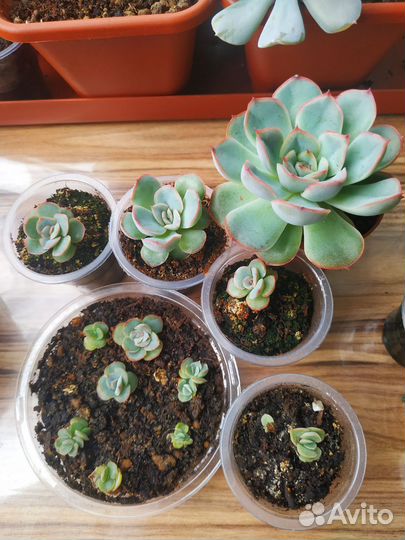 Эчеверия суккулент