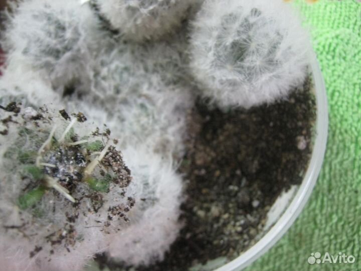 Кактус Маммиллярия Плюмоза (mammillaria plumosa)