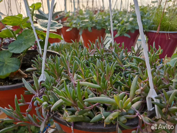 Цветы в кашпо