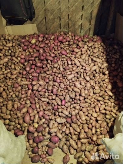 Картофель домашний