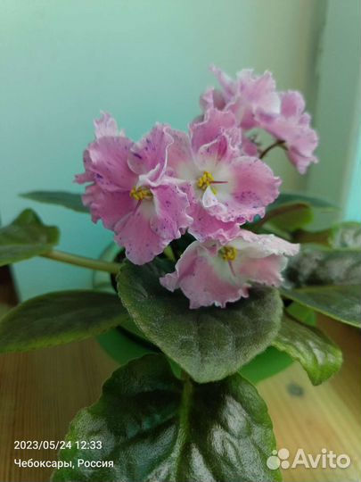 Сортовые фиалки