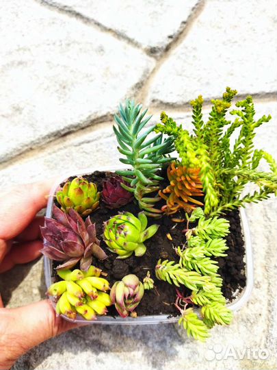 Молодило, седум