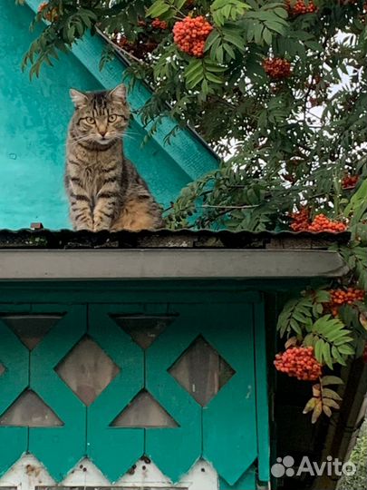 Молодой котик