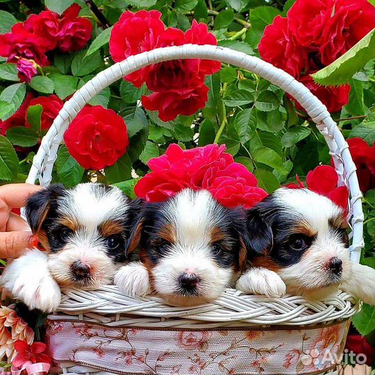 Биверятки Москва