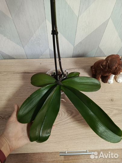 Орхидея биглип Лимончелло