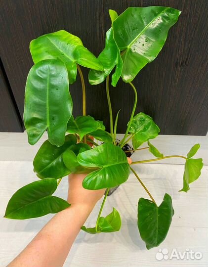 Philodendron Burle Marx Variegata Бурле Маркс фил