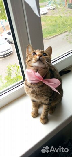 Кошечка 10 мес в семью