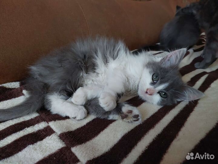 Котята в добрые руки (девочки)