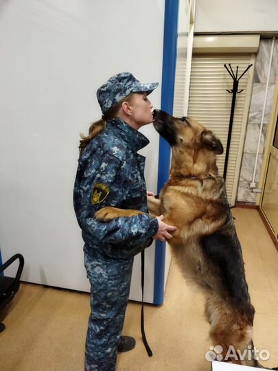 Зоогостиница, дрессировка собак с передержкой