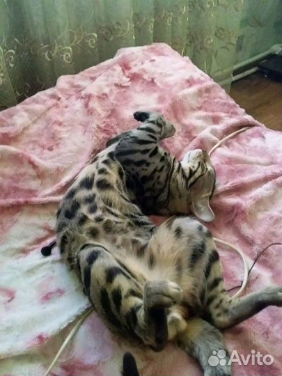 Бенгальская