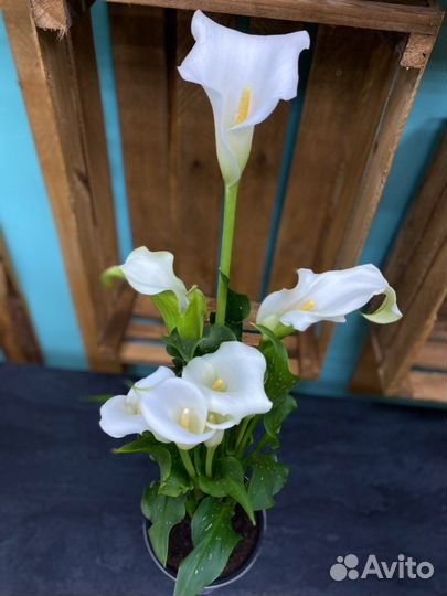 Цветы каллы