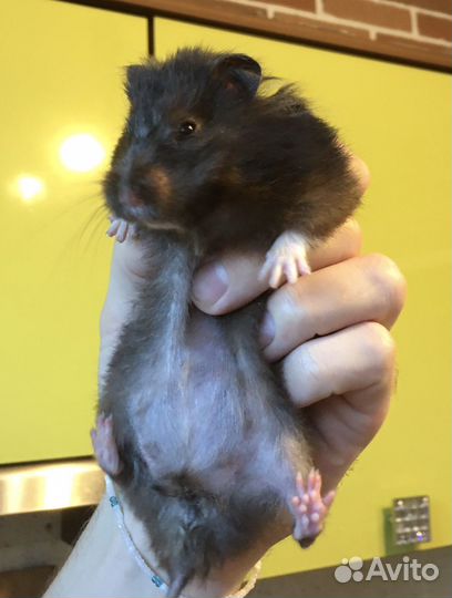 Сирийский хомяк бесплатно