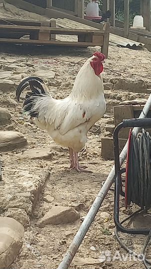 Молодые петухи