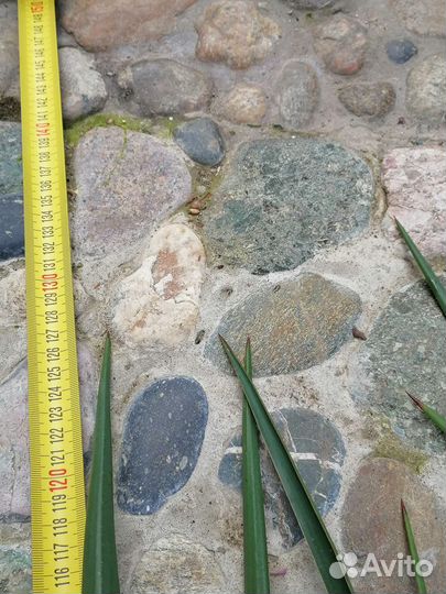 Юкка славная (yucca gloriosa)