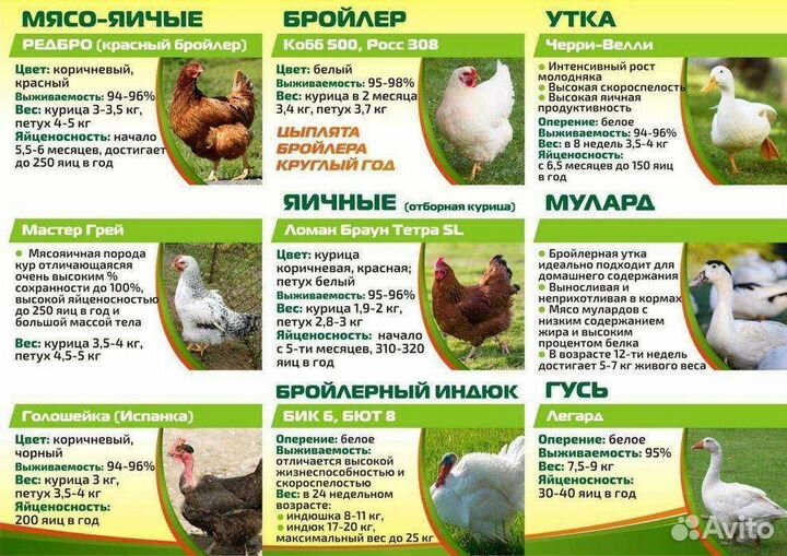 Суточная и подрощенная с/х птичка