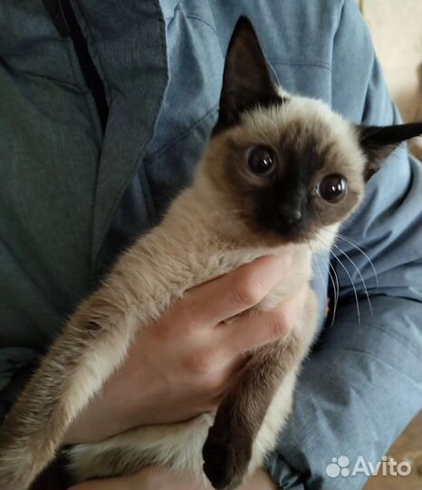 Одам в добрые руки