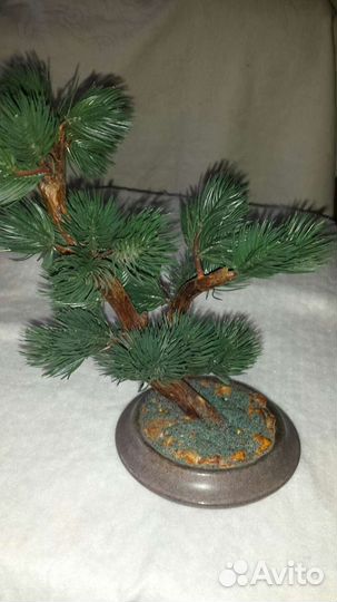 Бонсай декоративный Сосна японская 90-х г