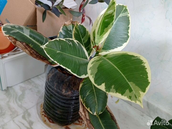 Фикус Тинеке