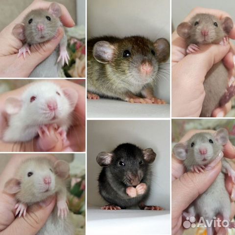 Крысята крыса декоративная Дамбо фавн и сиамская объявление продам