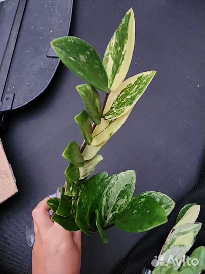 Замиокулькас вар. Zamioculcas variegated