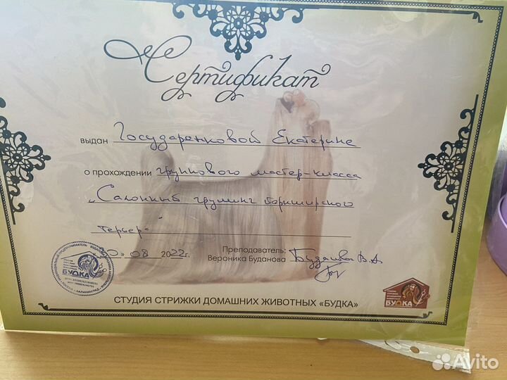 Груминг йоркширских терьеров