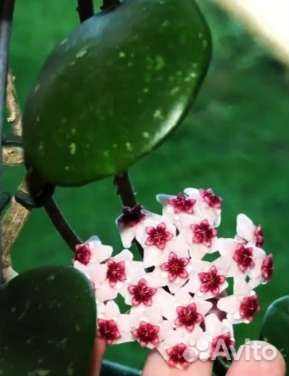 Хойя на срез