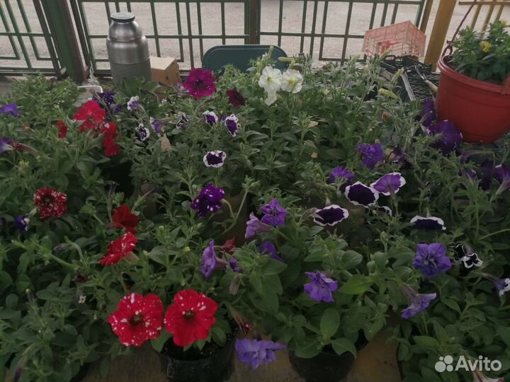 Рассада цветов