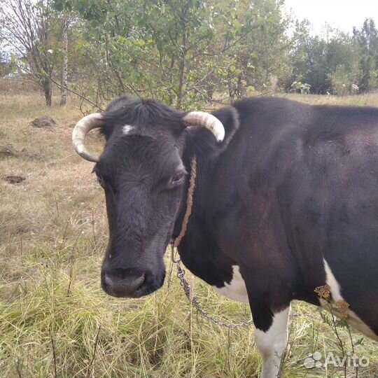 Коровы дойные