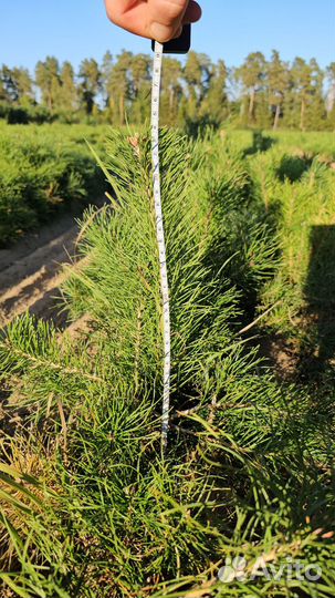 Саженцы сосны и ели окс от производителя