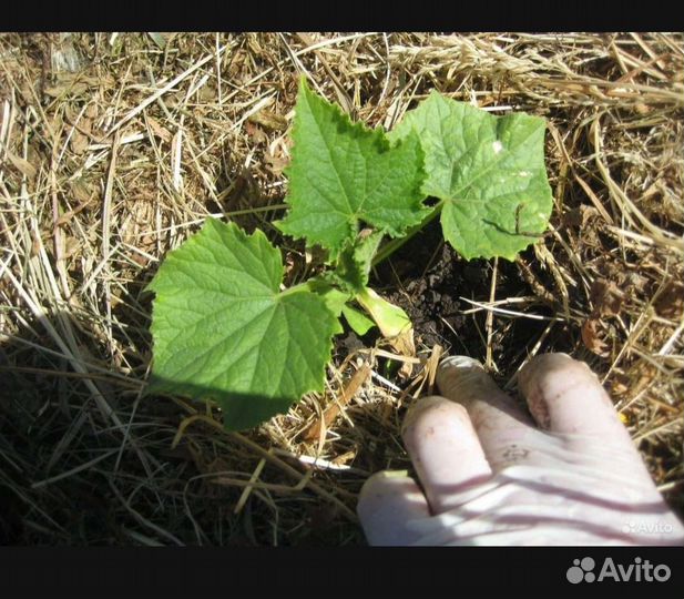 Мульча в блоках