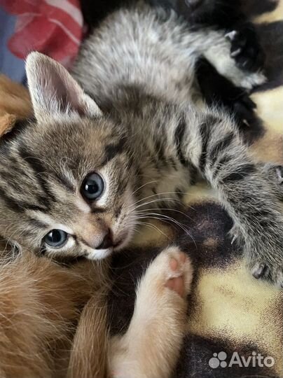 Отдам пушка в добрые руки