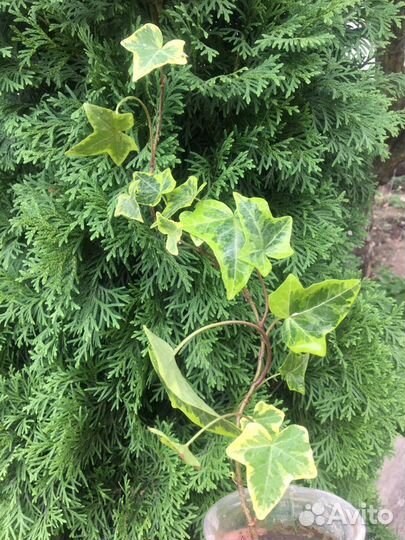 Плющ для фонтана и живой изгороди